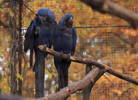 Foto: Hyacinth macaw