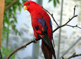 Foto: Red lory