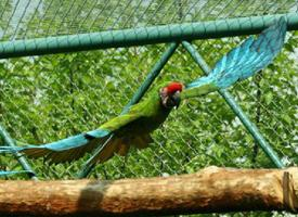 Foto: Military macaw