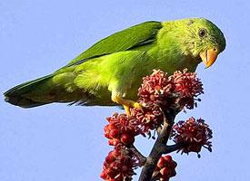 Foto: Vernal hanging parrot