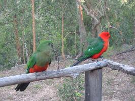 Foto: Australian king parrot