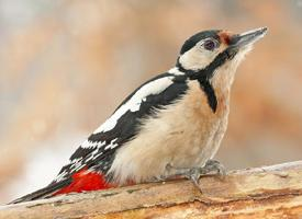 Foto: Great spotted woodpecker