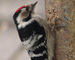 Foto: Lesser spotted woodpecker