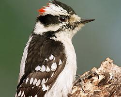 Foto: Downy woodpecker
