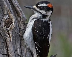 Foto: Hairy woodpecker