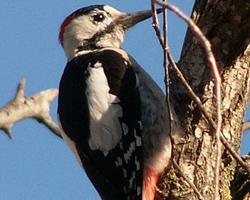 Foto: Syrian woodpecker