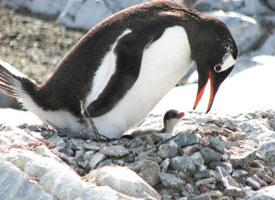 Foto: Gentoo penguin