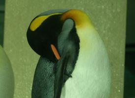 Foto: King penguin