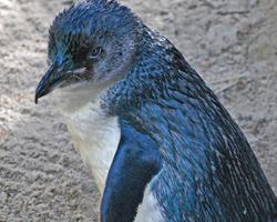 Foto: Little penguin
