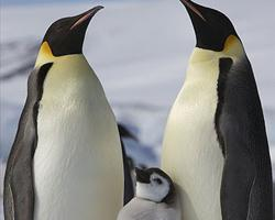 Foto: Emperor penguin