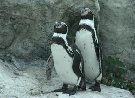 Foto: Humboldt penguin