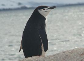 Foto: Chinstrap penguin