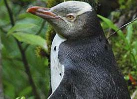 Foto: Waitaha penguin