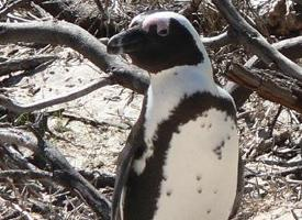 Foto: African penguin