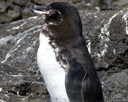 Foto: Galápagos penguin