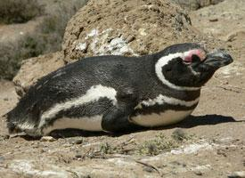 Foto: Magellanic penguin