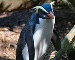 Foto: Fiordland penguin