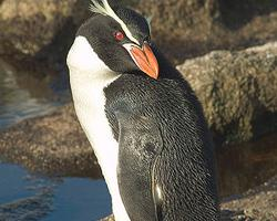 Foto: Snares penguin
