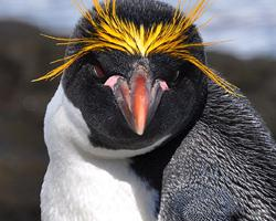 Foto: Macaroni penguin