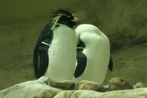 Foto: Southern rockhopper penguin