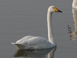 Foto: Whooper swan