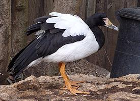 Foto: Magpie goose