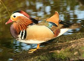 Foto: Mandarin duck