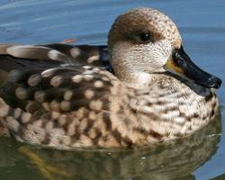 Foto: Marbled duck