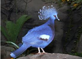 Foto: Victoria crowned pigeon