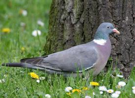 Foto: Common wood pigeon