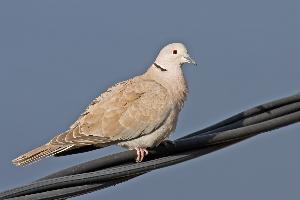 Foto: Eurasian collared dove