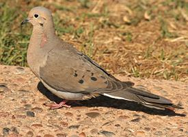 Foto: Mourning dove