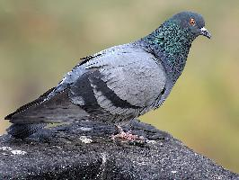 Foto: Domestic pigeon