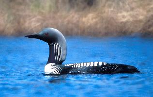 Foto: Pacific loon