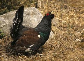 Foto: Western capercaillie