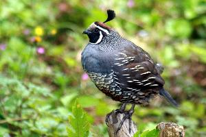 Foto: California quail