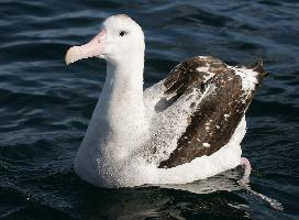 Foto: Wandering albatross