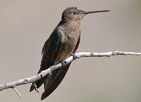 Foto: Giant hummingbird