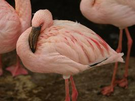 Foto: Lesser flamingo