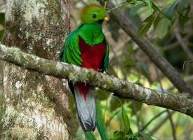 Foto: Resplendent quetzal