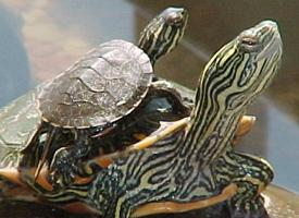 Foto: Painted turtle
