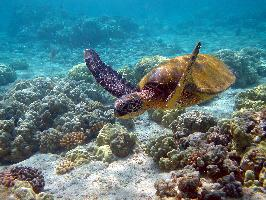 Foto: Green sea turtle