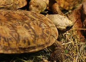 Foto: Pancake tortoise