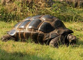 Foto: Aldabra giant tortoise