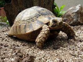 Foto: Greek tortoise