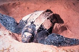 Foto: Leatherback sea turtle