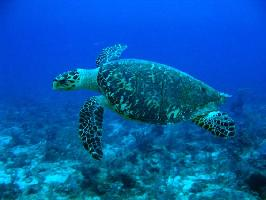 Foto: Hawksbill sea turtle