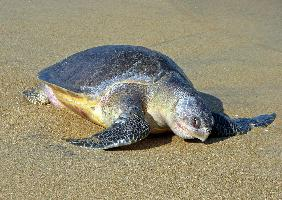 Foto: Olive ridley sea turtle