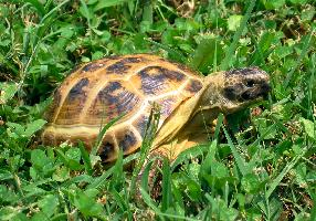 Foto: Russian tortoise