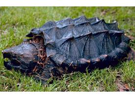 Foto: Alligator snapping turtle